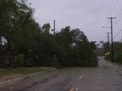 Large limb down in Palo Verde section of Brownsville (click to enlarge)